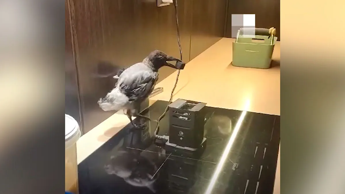 В Екатеринбурге хозяева воронёнка научили птенца разогревать угли для кальяна