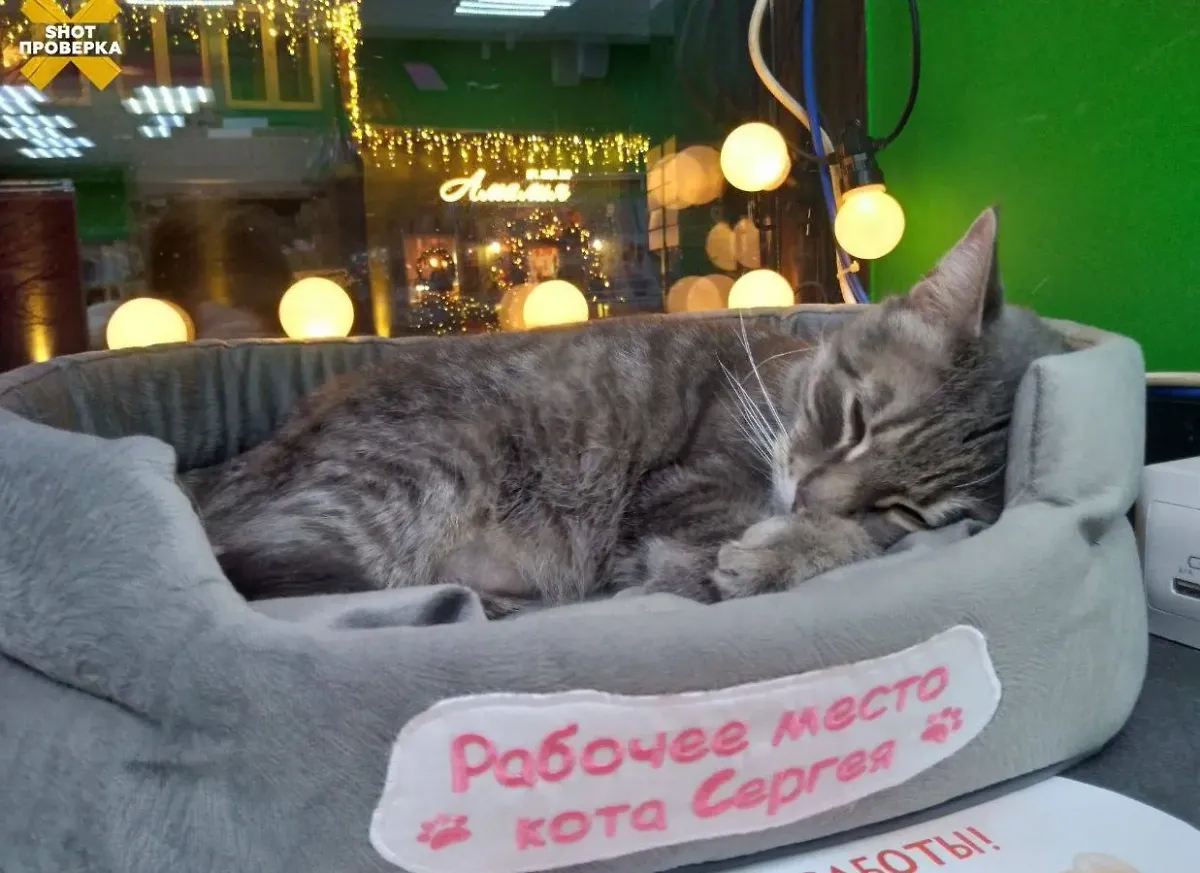 Стала известна судьба кота Сергея, которого "уволили" из магазина в Зеленоградске