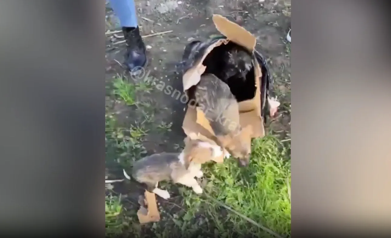 На Кубани очевидцы спасли щенков, которых цинично пыталась утопить улыбчивая пенсионерка