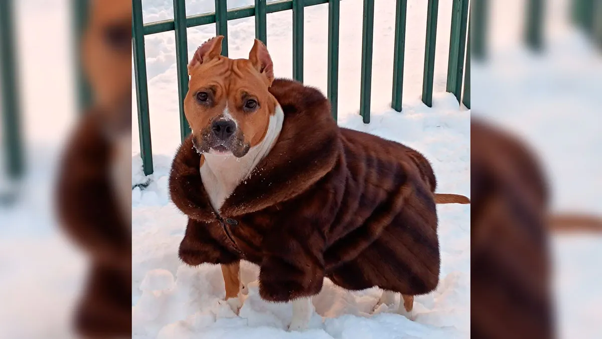 В соцсетях завирусилось фото норковой шубы, которую россиянин сшил для своей собаки
