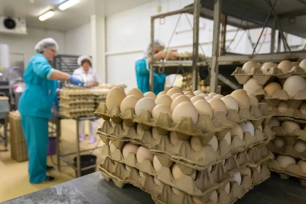 В Росстате отчитались о росте производства яиц в России