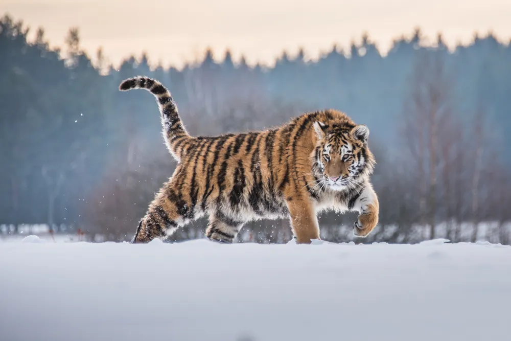 В Приморье неизвестные убили краснокнижного амурского тигра и отрезали ему лапы 