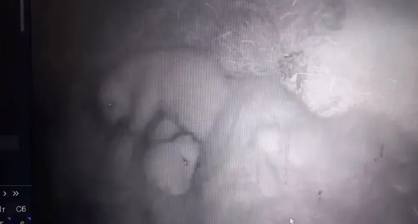 Косолапая двойня: Камера в берлоге сняла умилительную причину странного поведения белой медведицы из Якутии