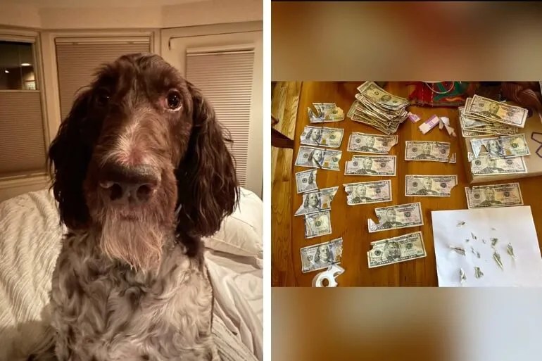 Пёс съел $4 тысячи, но хозяева смогли вернуть почти всё
