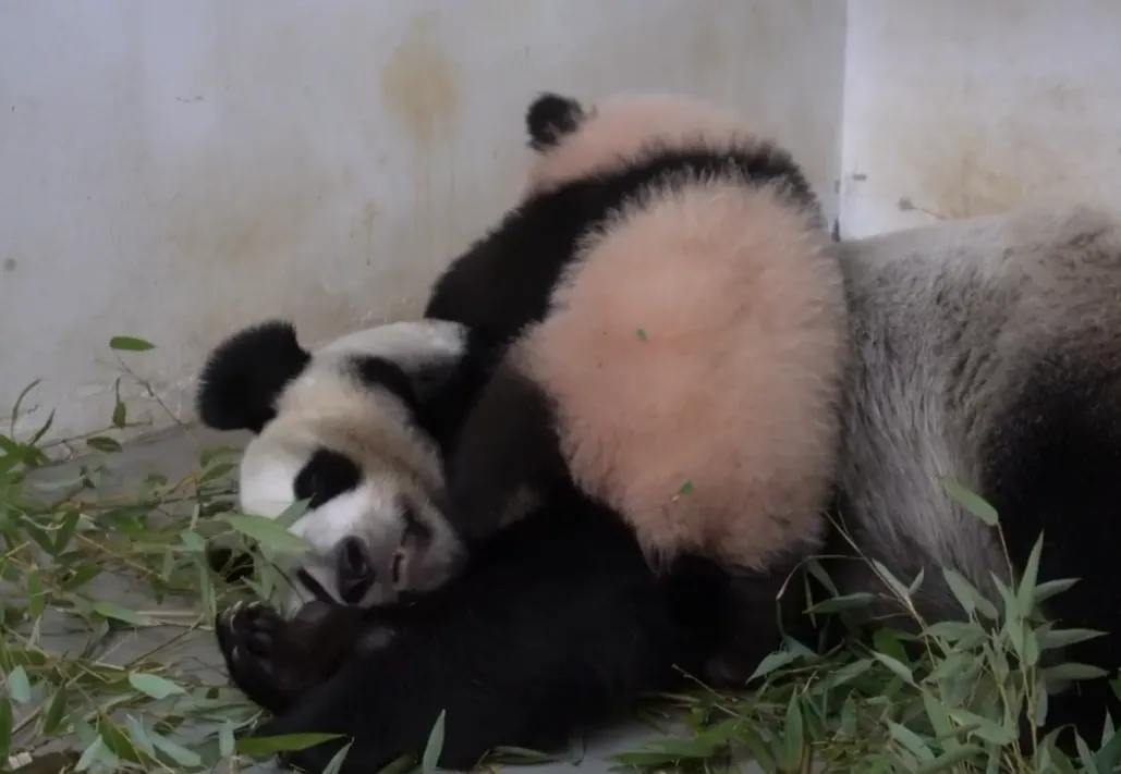 В Московском зоопарке показали, как малышка-панда будит свою маму