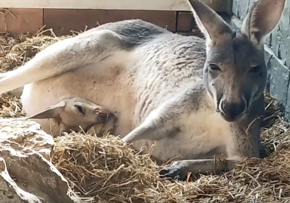 В крымском зоопарке кенгурёнок впервые показался из сумки матери в канун Рождества