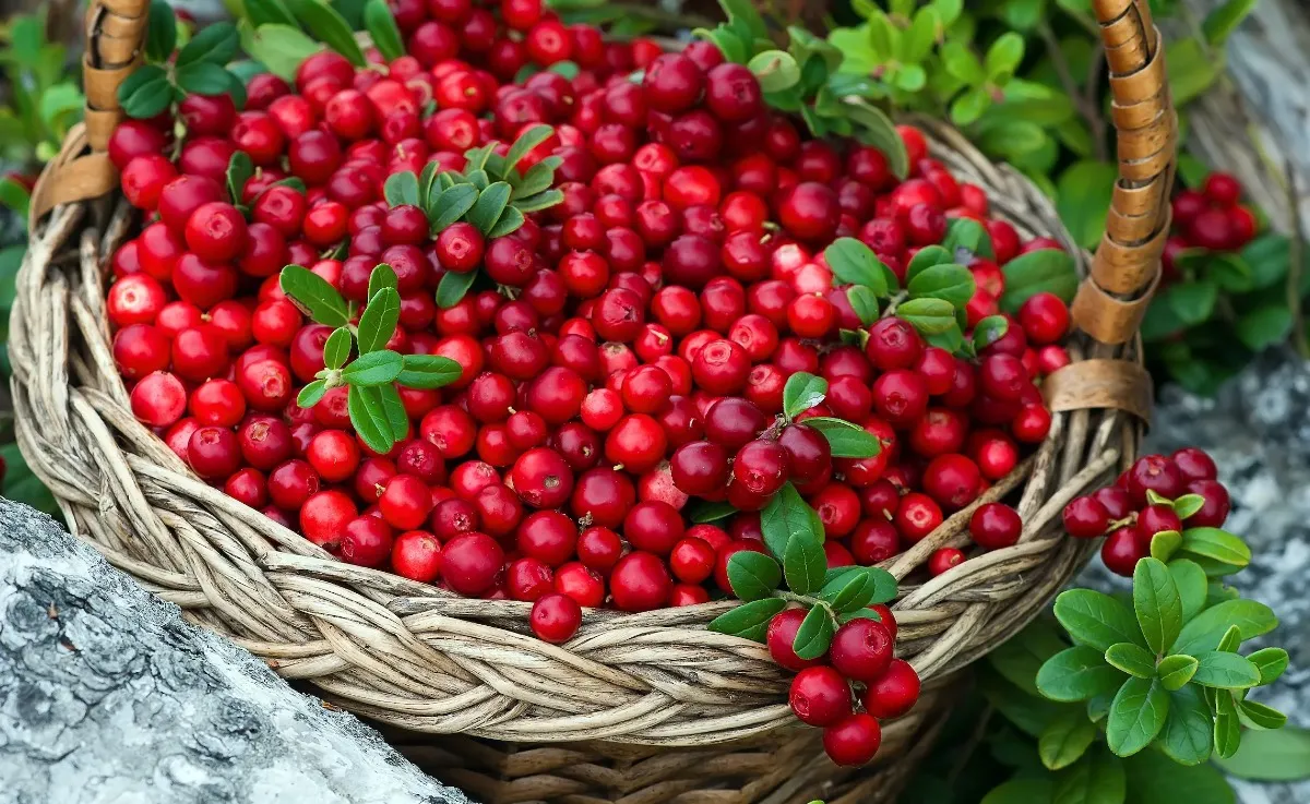 Значительно снижает риск смерти: Американские учёные назвали русскую ягоду самой полезной