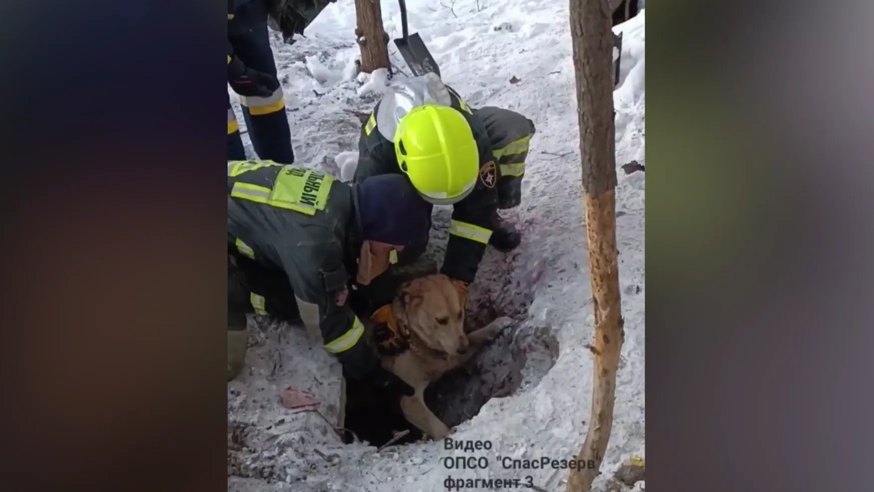 В Москве пса Батона спасли из бетонного плена, в который он попал из-за салютов