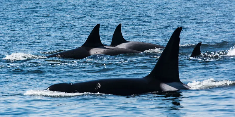 На Камчатке спасатели неводом перемещают к морю застрявших на мелководье косаток