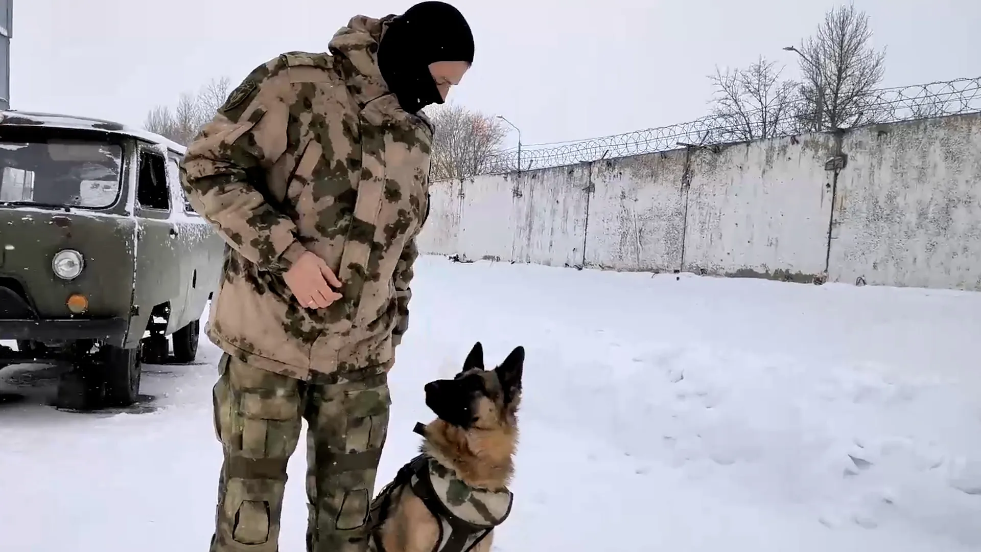 В Омске начали шить бронежилеты для собак-бойцов в зоне СВО
