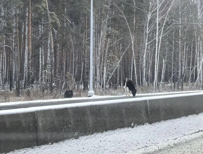 Коровы слизали соль на трассе М-5 и вогнали уральских водителей в «‎скользкое» положение