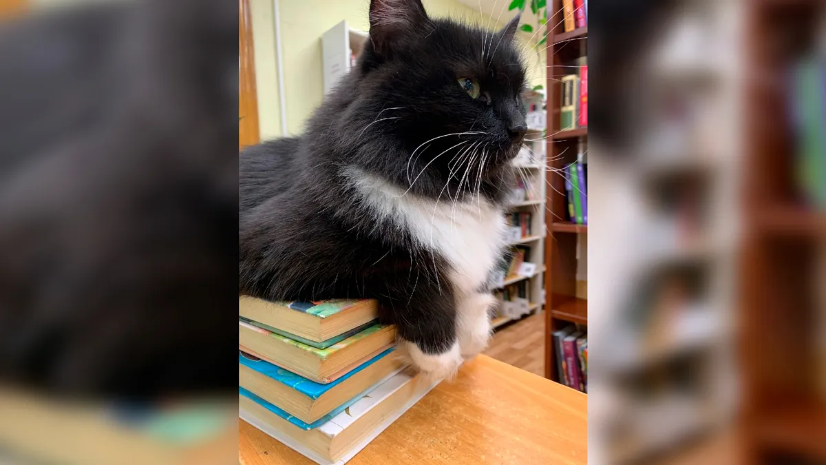 Уволенного из библиотеки кота Маркиза могут снова вернуть на 