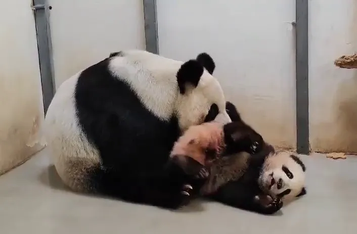 Московский зоопарк показал хрустящий ужин панды Катюши после умывания с мамой