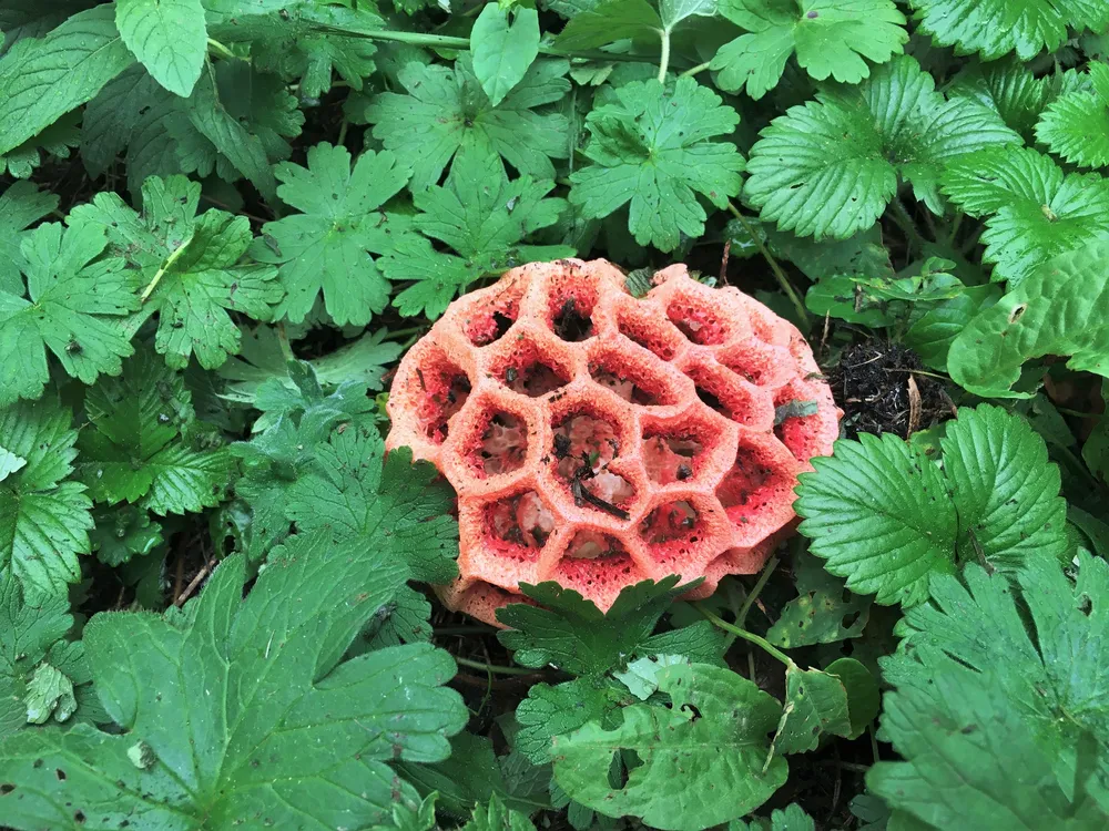 Туристов предупредили о ядовитом грибе в лесах под Сочи