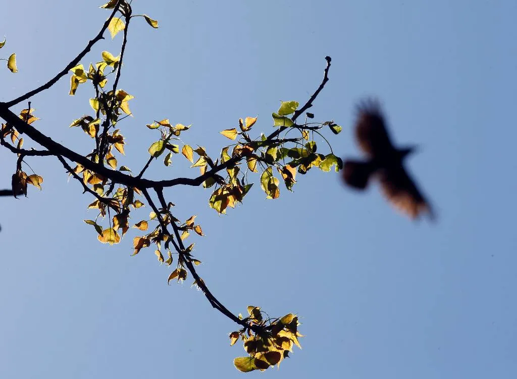 Названы птицы-вестники весны, которые прилетают в конце февраля