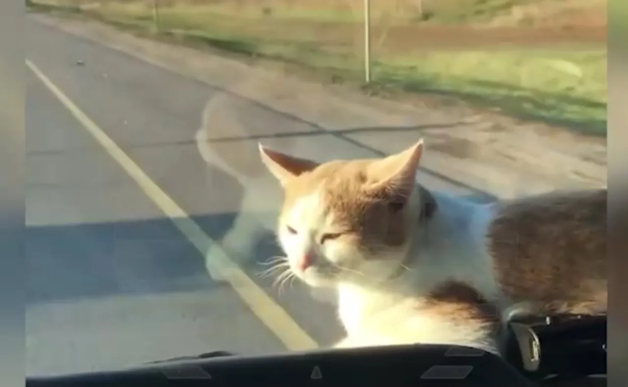 Кот-дальнобойщик из Липецка колесит по России и вместе с хозяином доставляет грузы