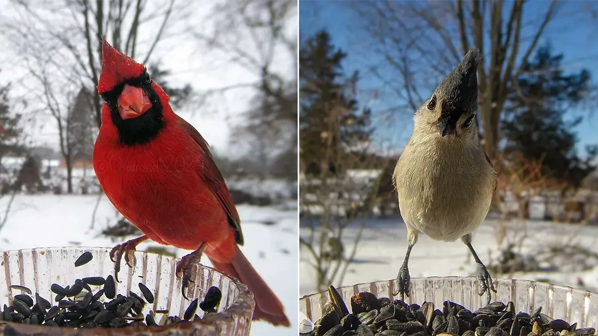 Женщина поставила камеру на кормушку для птиц во дворе, и вот какие чудесные кадры получились