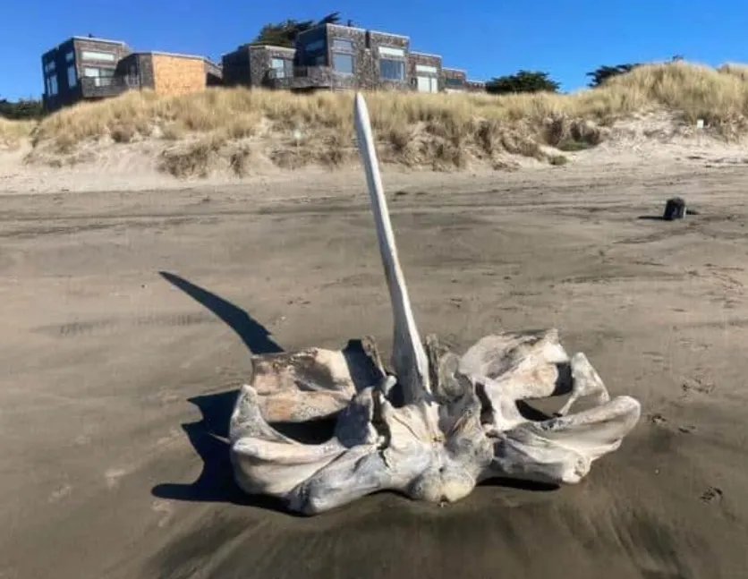 Гигантский череп огромного морского существа на пляже в США напугал американцев