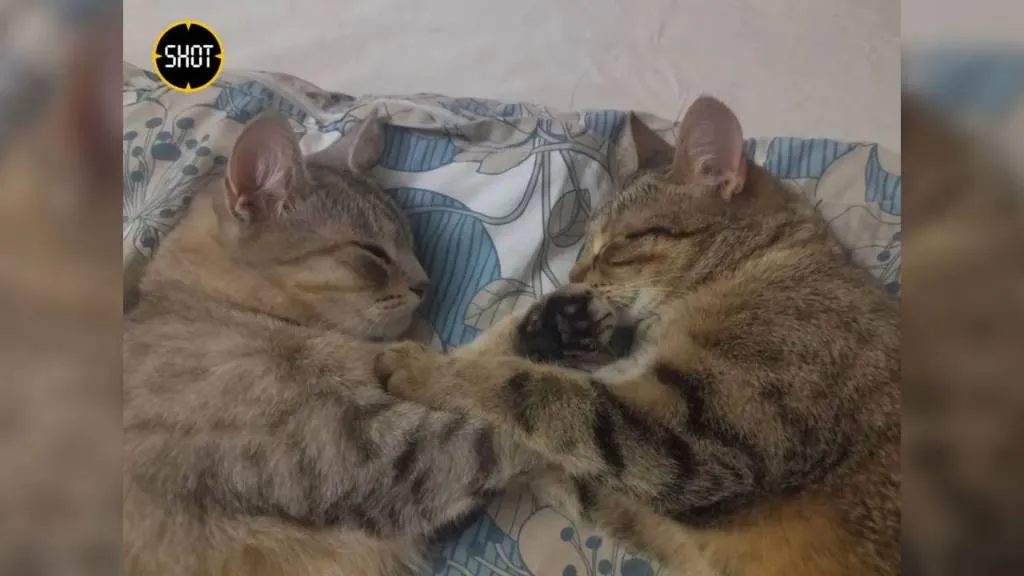 Спасённые от эвтаназии кошки бывшей жены Ефремова рискуют остаться на улице
