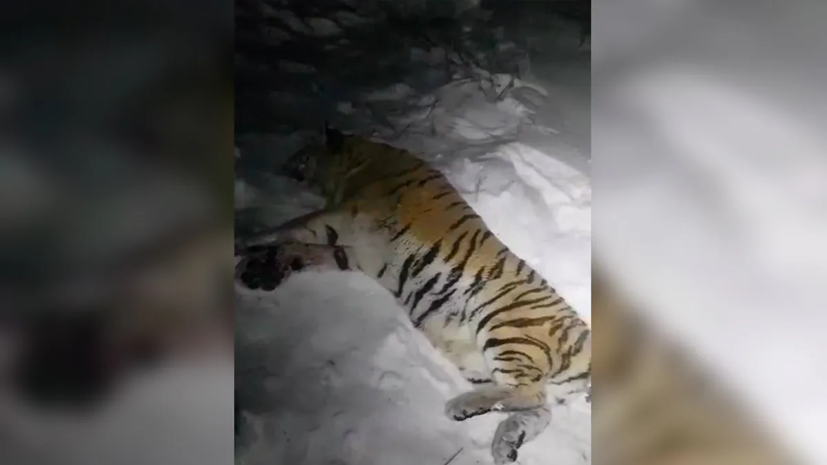 В Приморье выследили растерзавшего собаку тигра-убийцу