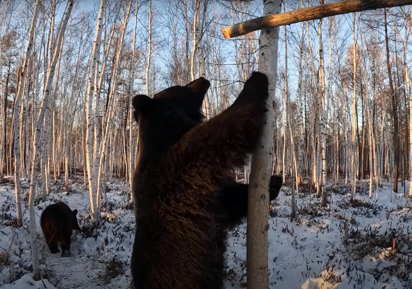Житель тайги выгулял медведей и устроил им соревнования по добыче сгущёнки
