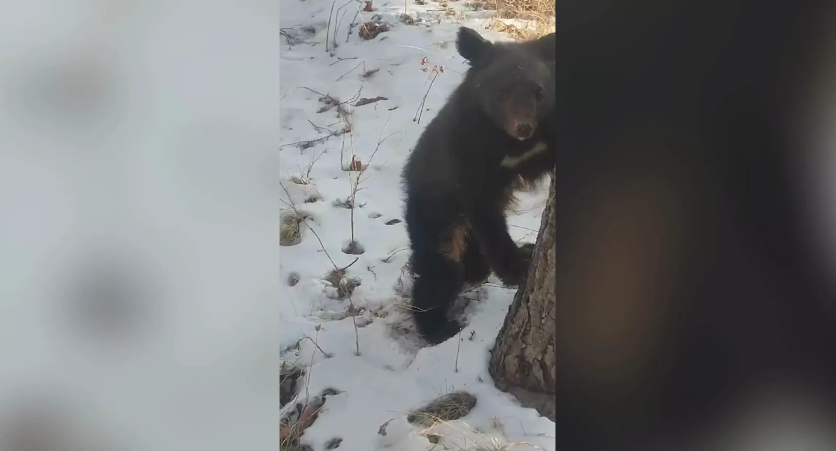 Медвежонка-сироту спасли от гибели в Приморье