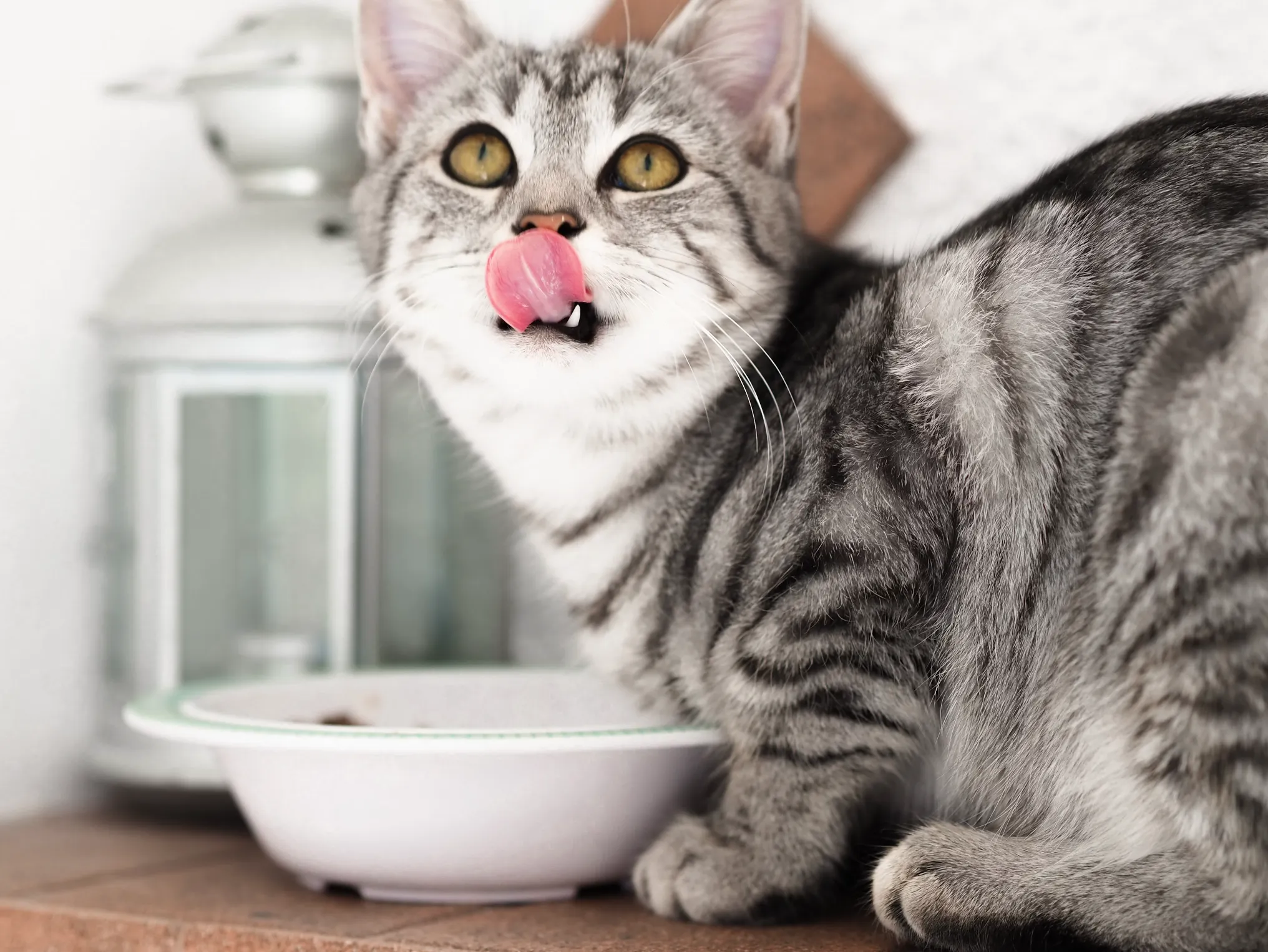 Биолог в День кошек объяснил, почему кости для вашего любимца смертельно опасны