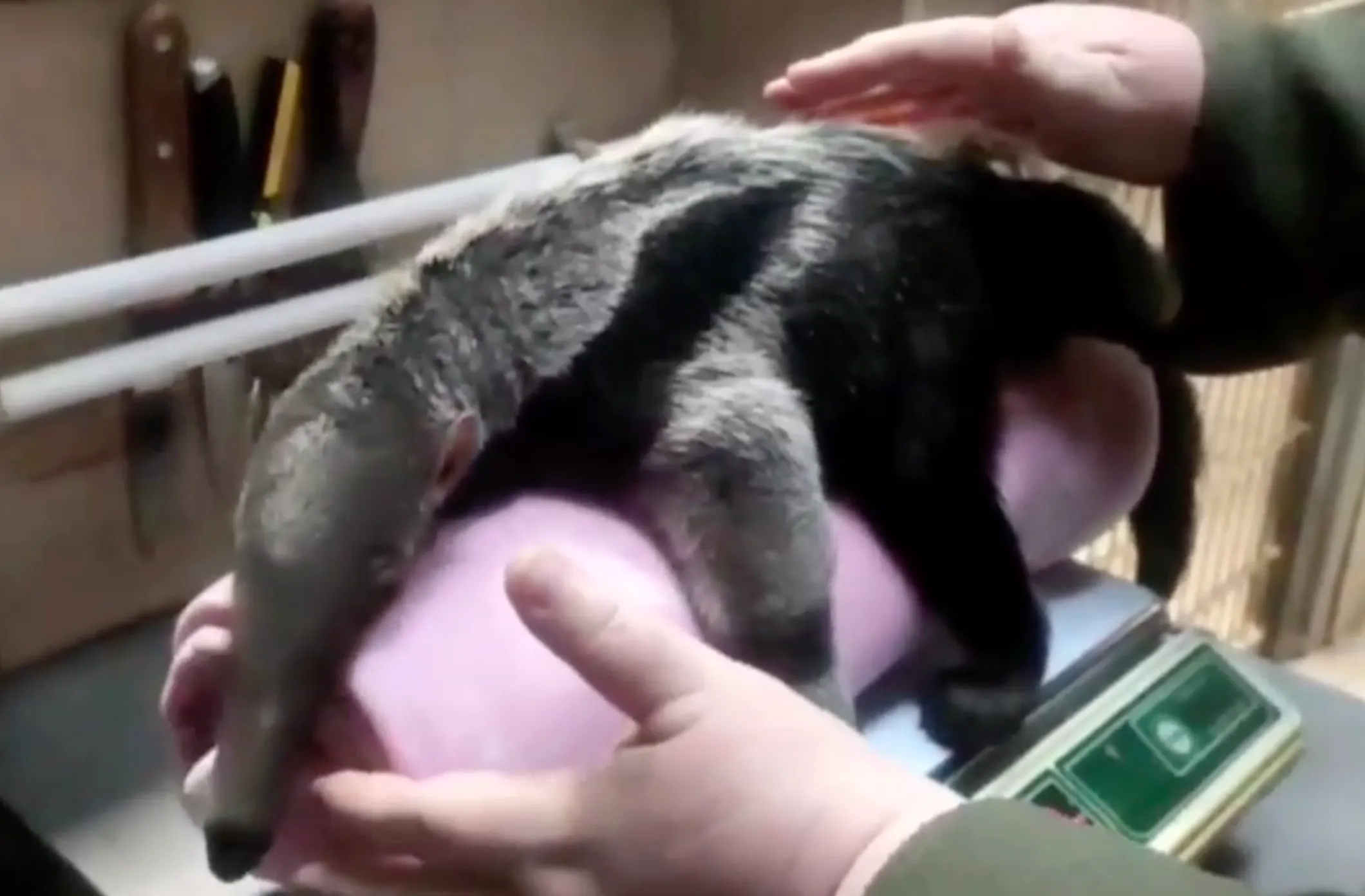 Калининградский зоопарк показал процедуру взвешивания нахального детёныша муравьеда