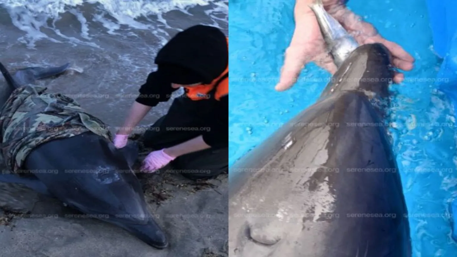 "Проснулся зверский аппетит": Спасённый в Крыму дельфин с жадностью набросился на селёдку