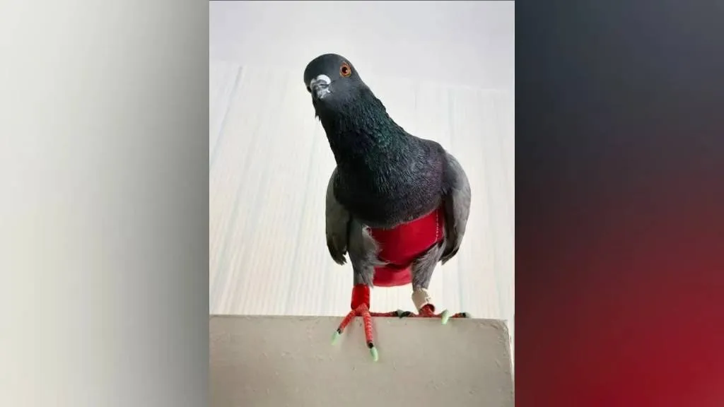 В Омске ищут ручного голубя в красных штанишках, потерявшегося во время тренировки