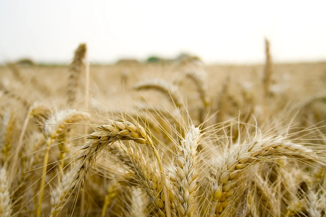 Прибалтика, Польша и Чехия просят Брюссель запретить ввоз зерна из России в Европу
