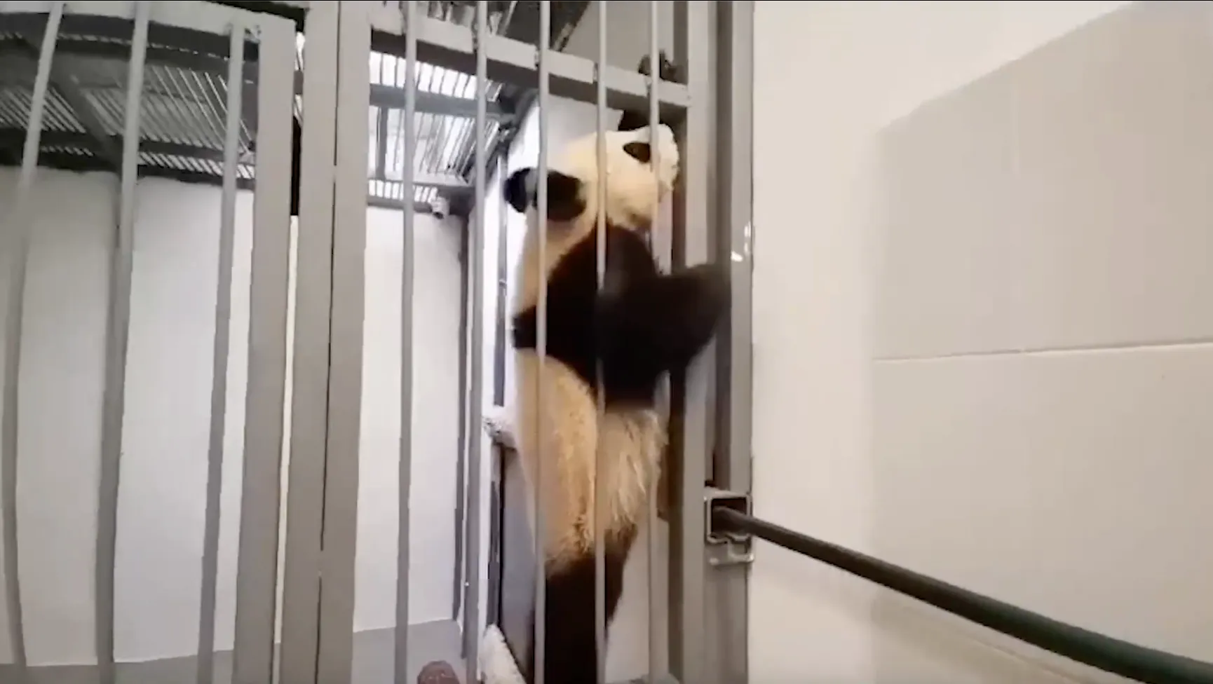 В Московском зоопарке закричали 