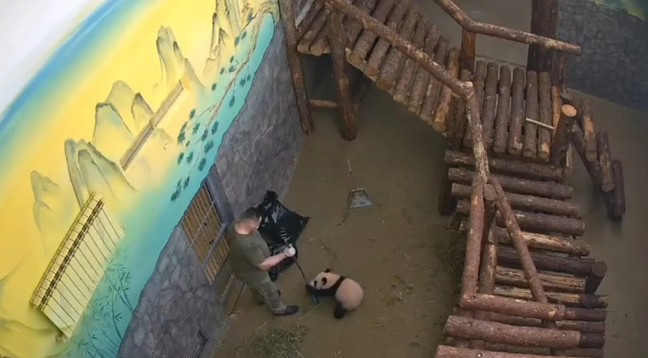 Шлёпнулась, но своего добилась: Московский зоопарк показал видео безумной погони панды Катюши за метлой
