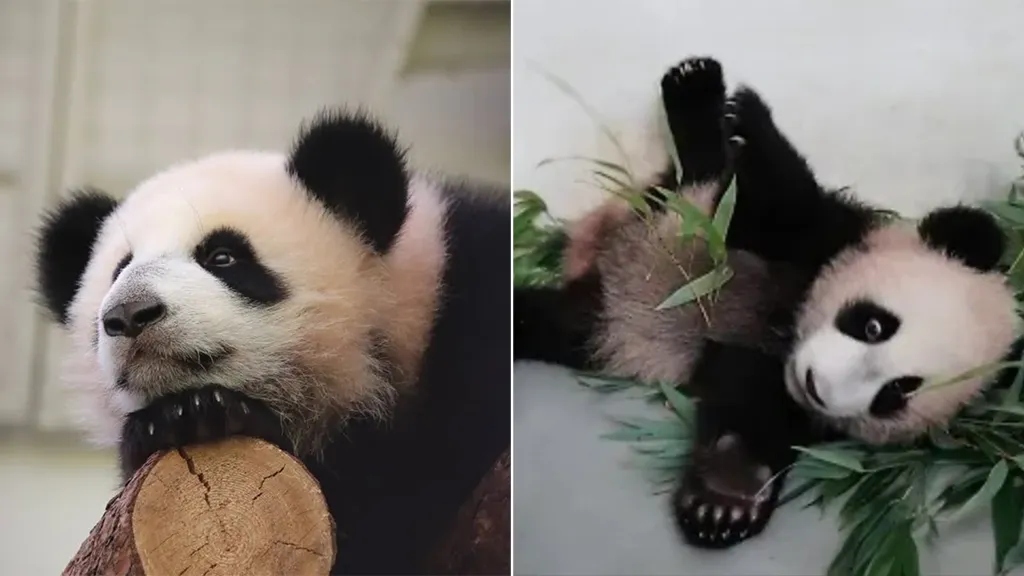 Как панда Катюша из Московского зоопарка за 7 месяцев превратилась из малышки в пушистую хулиганку