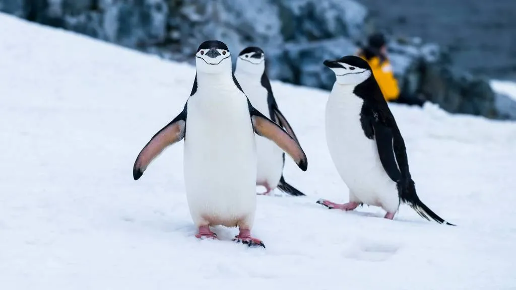 Пингвины практикуют технику краткосрочного сна, засыпая до 10 тысяч раз в день
