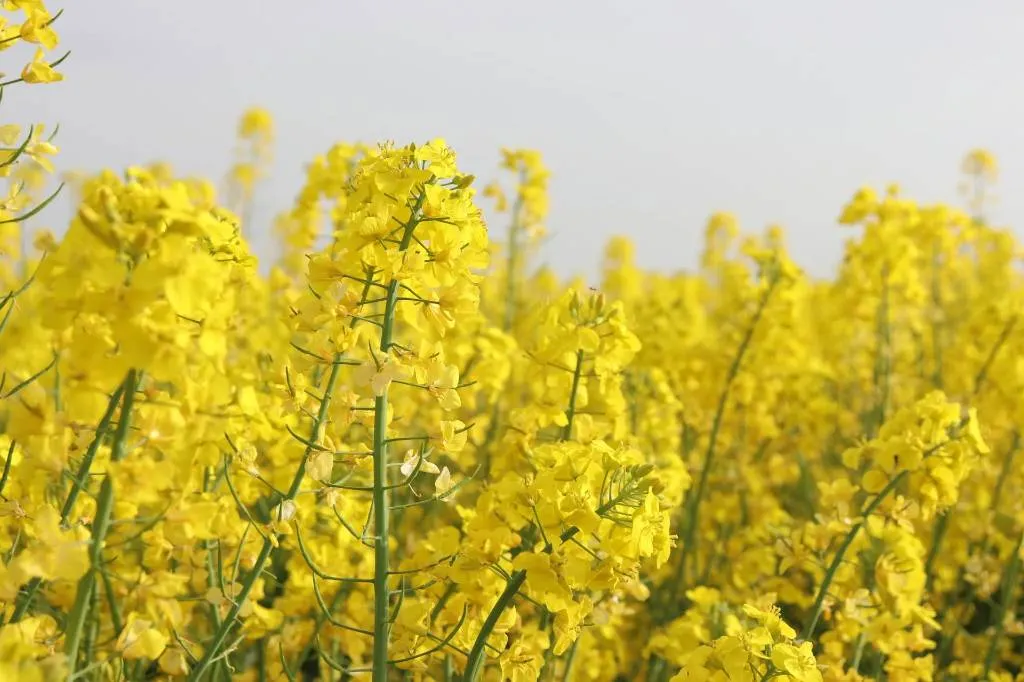Запрет на экспорт семян рапса возобновлён в России