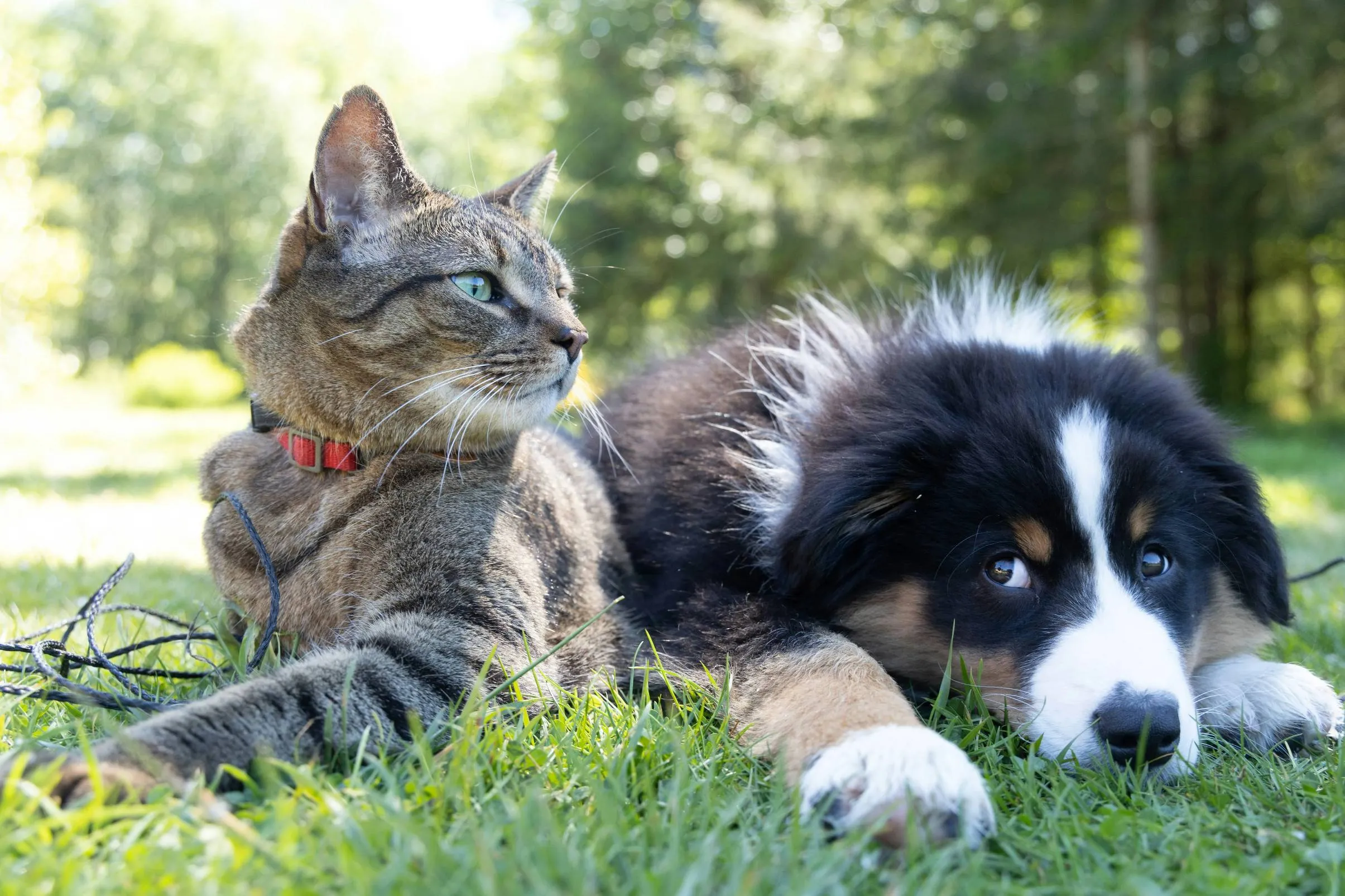 Ветеринар рассказал, какие препараты из аптечки подойдут кошкам и собакам