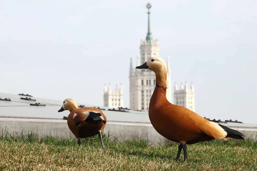 "Прописались в столице": Эксперт рассказал о перелётных птицах и "домоседах" Москвы

