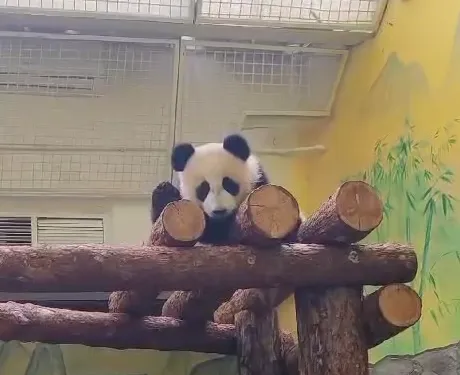 "Аккуратно! Опасные кадры": Объятия панды Катюши обернулись для сотрудника зоопарка шрамами