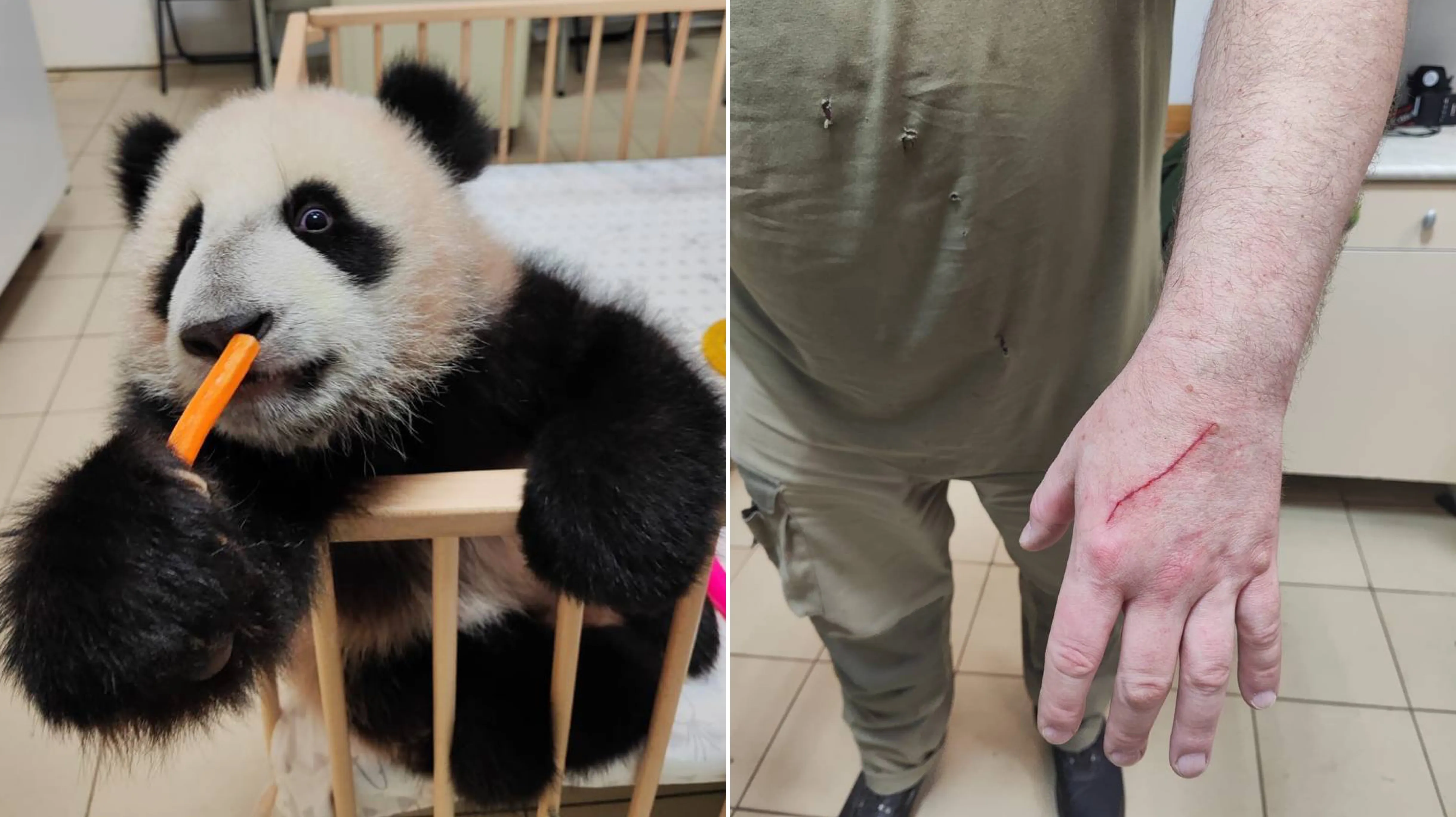 Биолог и врач раскрыли, что грозит киперу Игорю после встречи с когтями панды Катюши