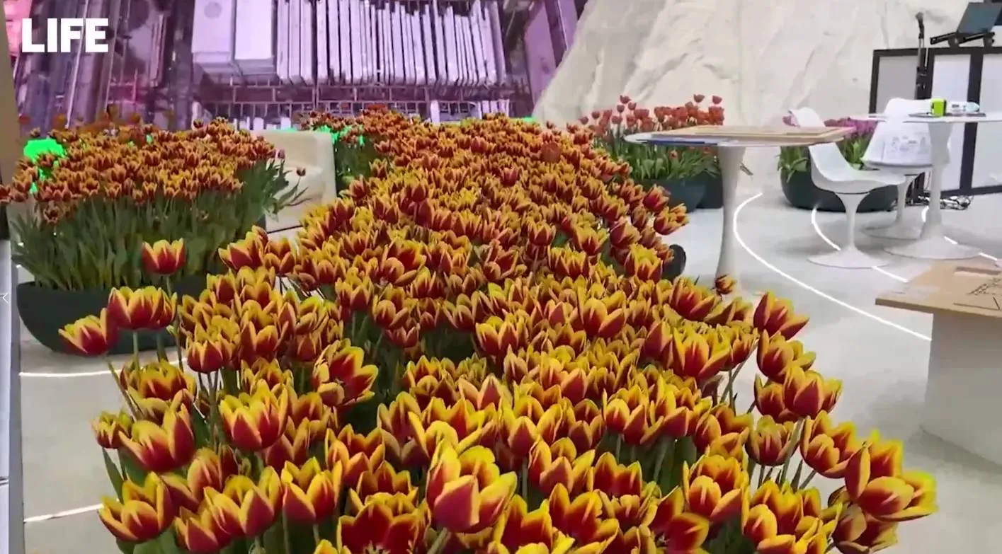 Тюльпановая поляна украсила стенд Белгородской области на выставке 