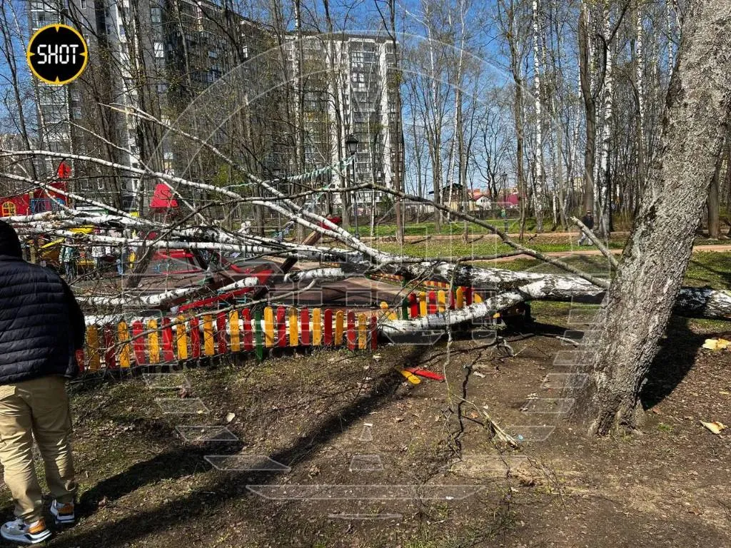 В реанимации умерла двухлетняя девочка, на которую упало дерево в Подмосковье