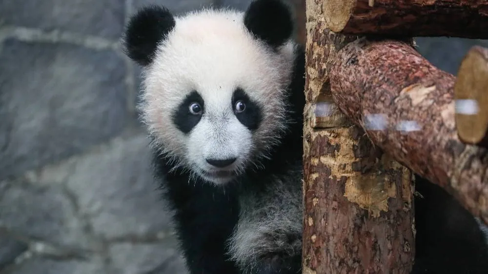 Переходный возраст: Как панда Катюша из маленькой милашки превратилась в кровожадного зверя