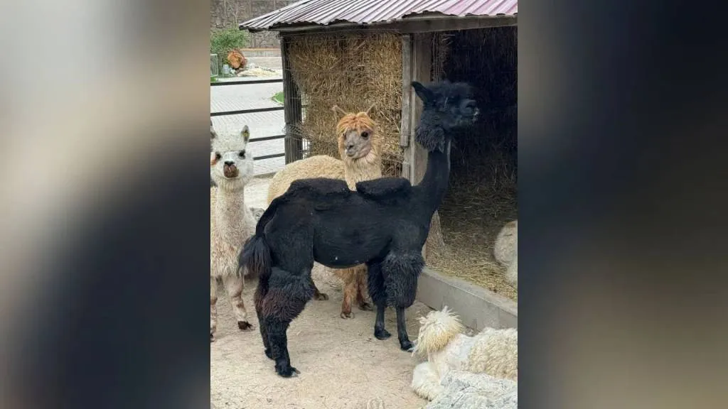 В зоопарке крымского Бахчисарая альпакам сделали модные стрижки к лету