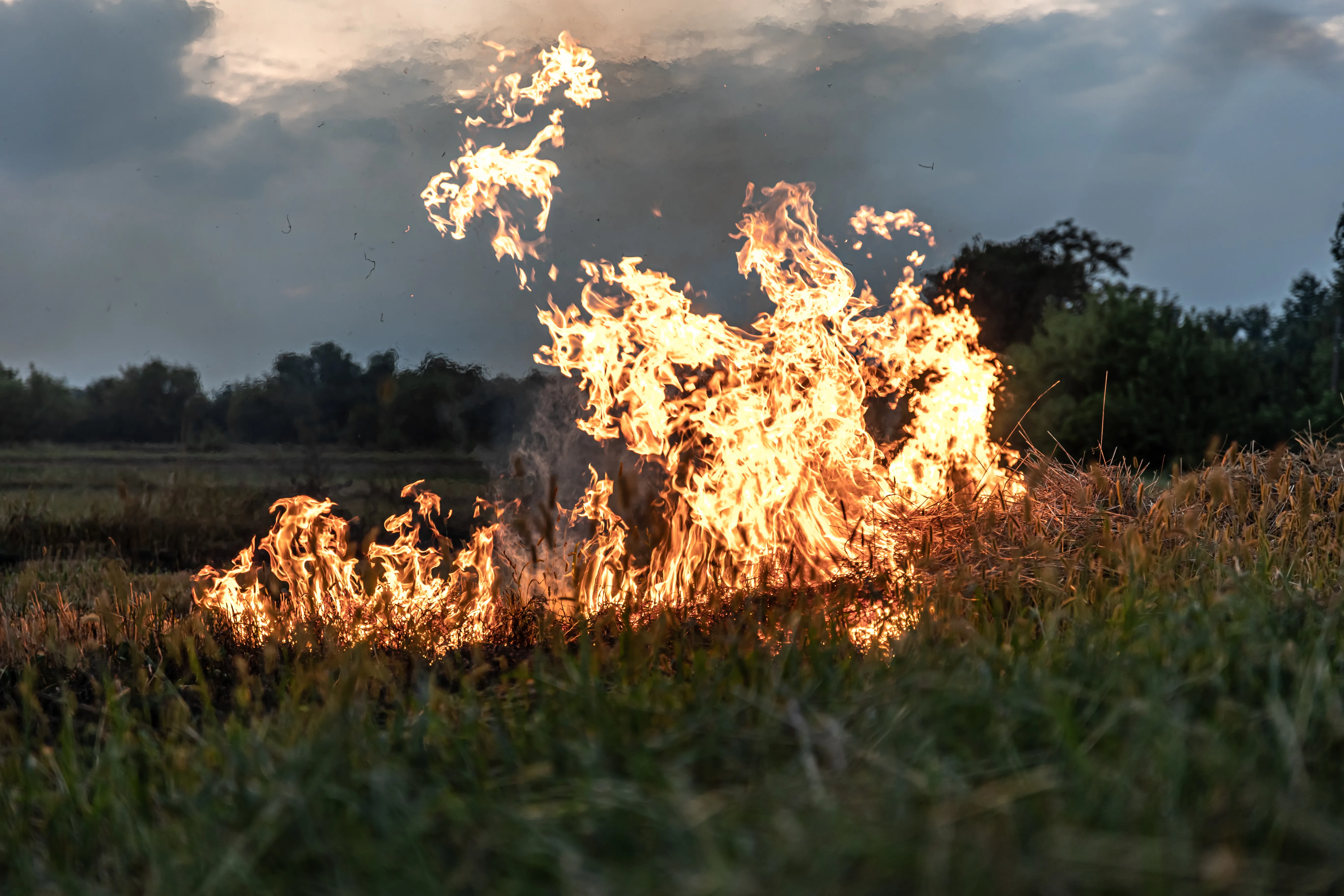 Вредно для людей и животных: Дачникам назвали токсичное вещество, выделяемое при сжигании травы

