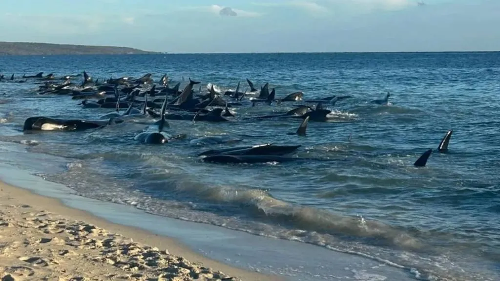 На побережье Австралии выбросило около 160 дельфинов-гриндов, из них 28 погибли