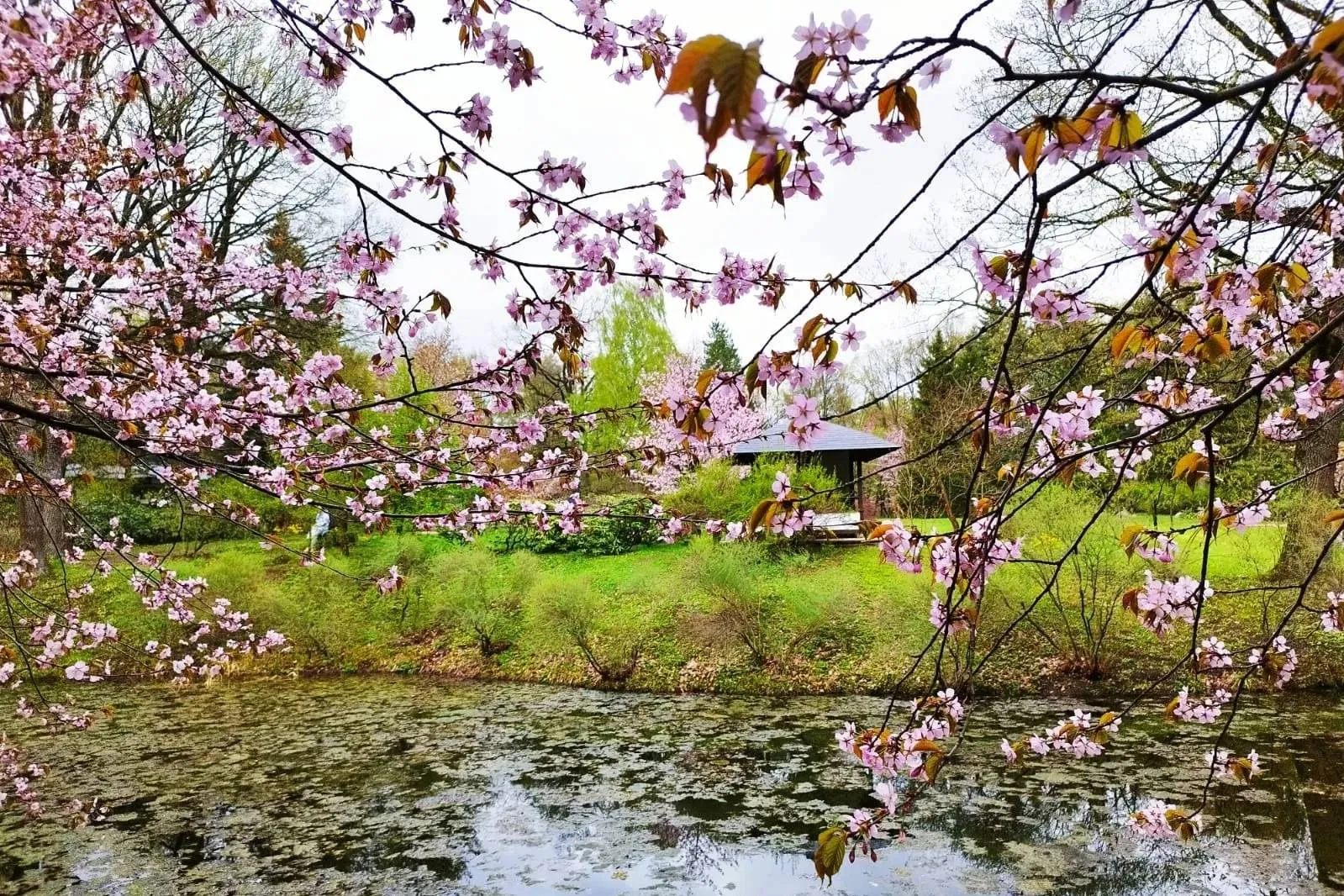 Москвичам назвали пять мест, где можно полюбоваться цветущей сакурой