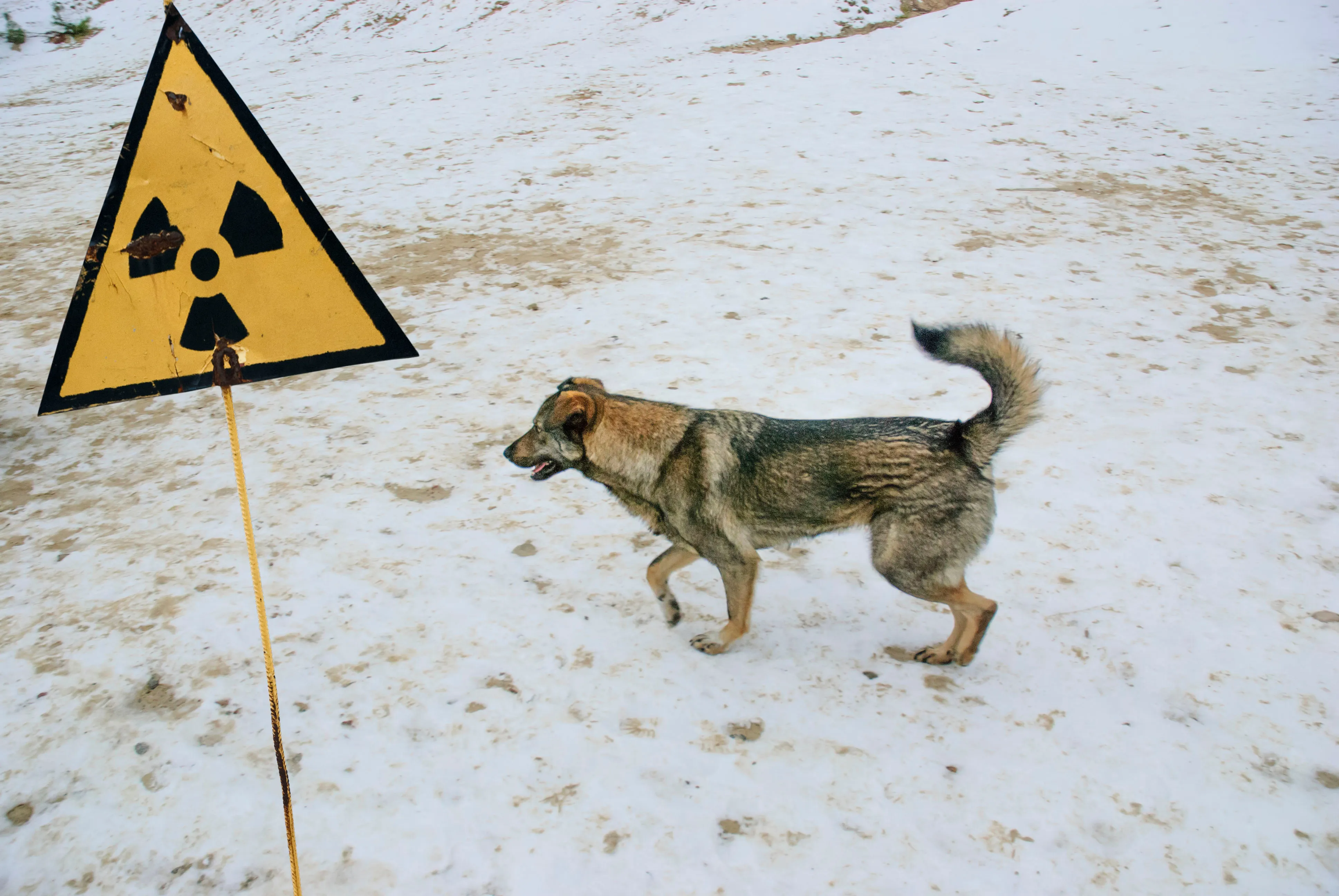 Учёный откровенно рассказал, есть ли животные-мутанты в зоне Чернобыльской АЭС