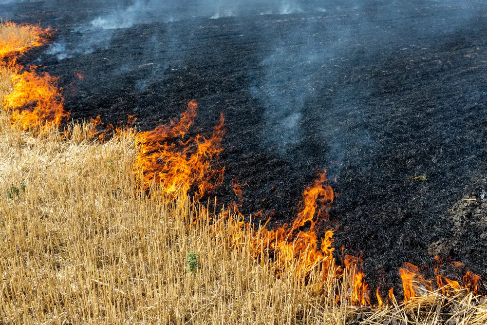 Не дал посёлку сгореть: Школьник из Новосибирской области в одиночку потушил природный пожар