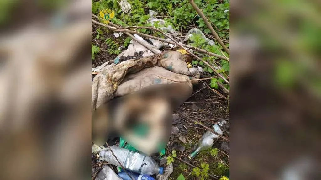Человеческий скелет обнаружили в лесу в Новой Москве